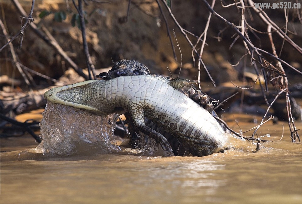 饥饿美洲豹攻击鳄鱼~饥不择食啊706 / 作者:奇葩处处有 / 帖子ID:105788