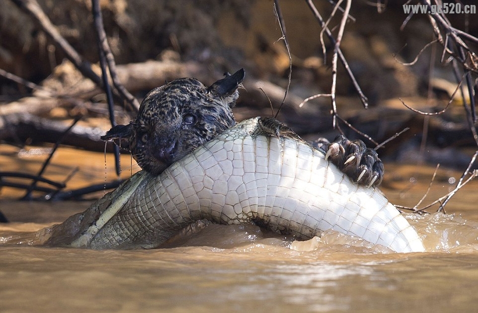 饥饿美洲豹攻击鳄鱼~饥不择食啊918 / 作者:奇葩处处有 / 帖子ID:105788