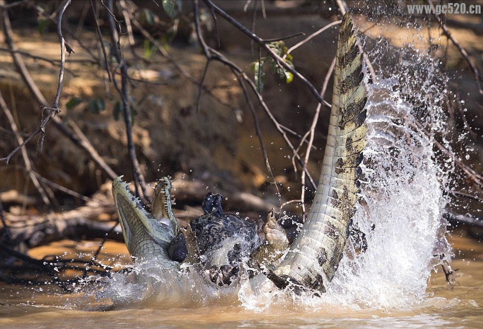 饥饿美洲豹攻击鳄鱼~饥不择食啊591 / 作者:奇葩处处有 / 帖子ID:105788
