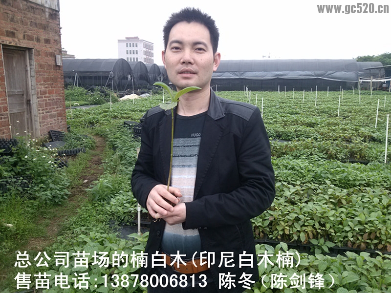 楠白木（印尼白木楠）：绿色发财大树，造经济林的首选！703 / 作者:baimunan / 帖子ID:105961