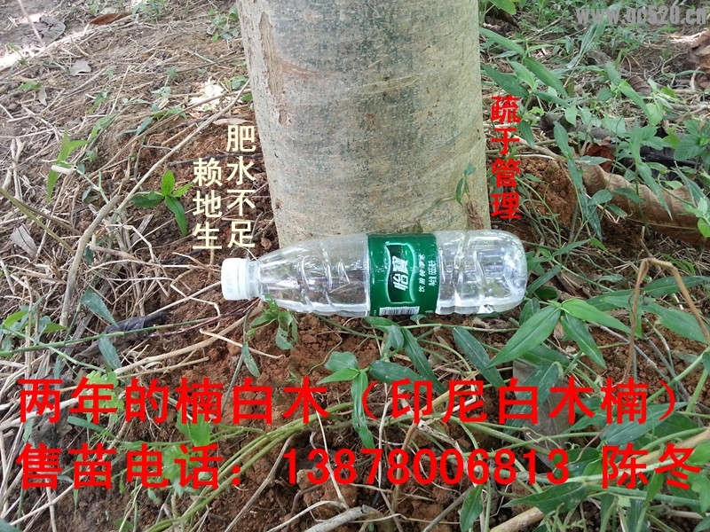 楠白木（印尼白木楠）：绿色发财大树，造经济林的首选！495 / 作者:baimunan / 帖子ID:105961