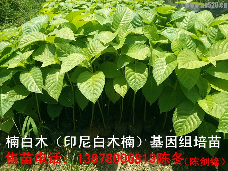 楠白木（印尼白木楠）：绿色发财大树，造经济林的首选！814 / 作者:baimunan / 帖子ID:105961