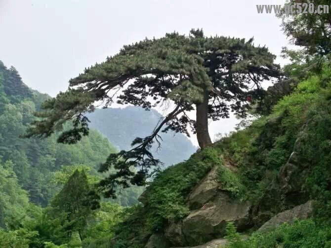 多点宽容，多些理解…让网络感情走的远一点！785 / 作者:建筑19551213 / 帖子ID:105971