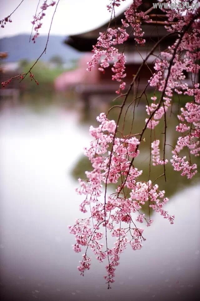 多点宽容，多些理解…让网络感情走的远一点！71 / 作者:建筑19551213 / 帖子ID:105971