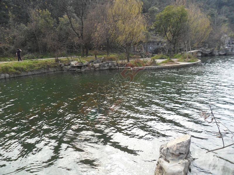 风携寒凉，几许绿黄的叶片尚挂在树上！…999 / 作者:建筑19551213 / 帖子ID:107023