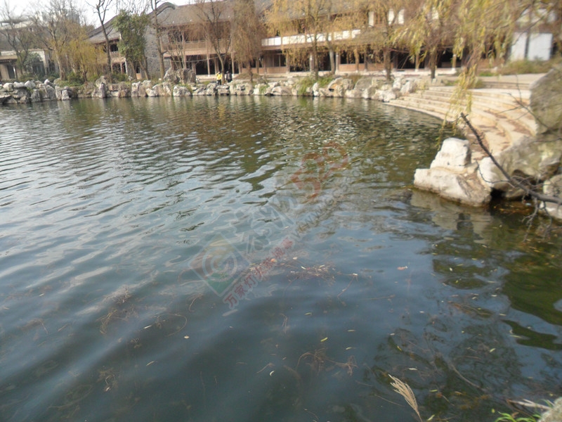 风携寒凉，几许绿黄的叶片尚挂在树上！…436 / 作者:建筑19551213 / 帖子ID:107023