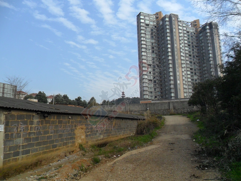 风携寒凉，几许绿黄的叶片尚挂在树上！…118 / 作者:建筑19551213 / 帖子ID:107023