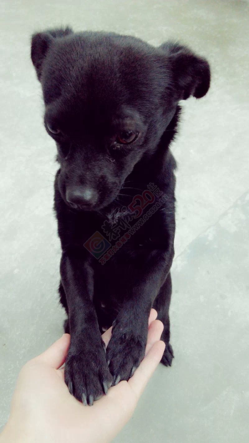 这么大的小狗 才出生不久 狗妈妈就死了怎么养活834 / 作者:桂花糕 / 帖子ID:107237