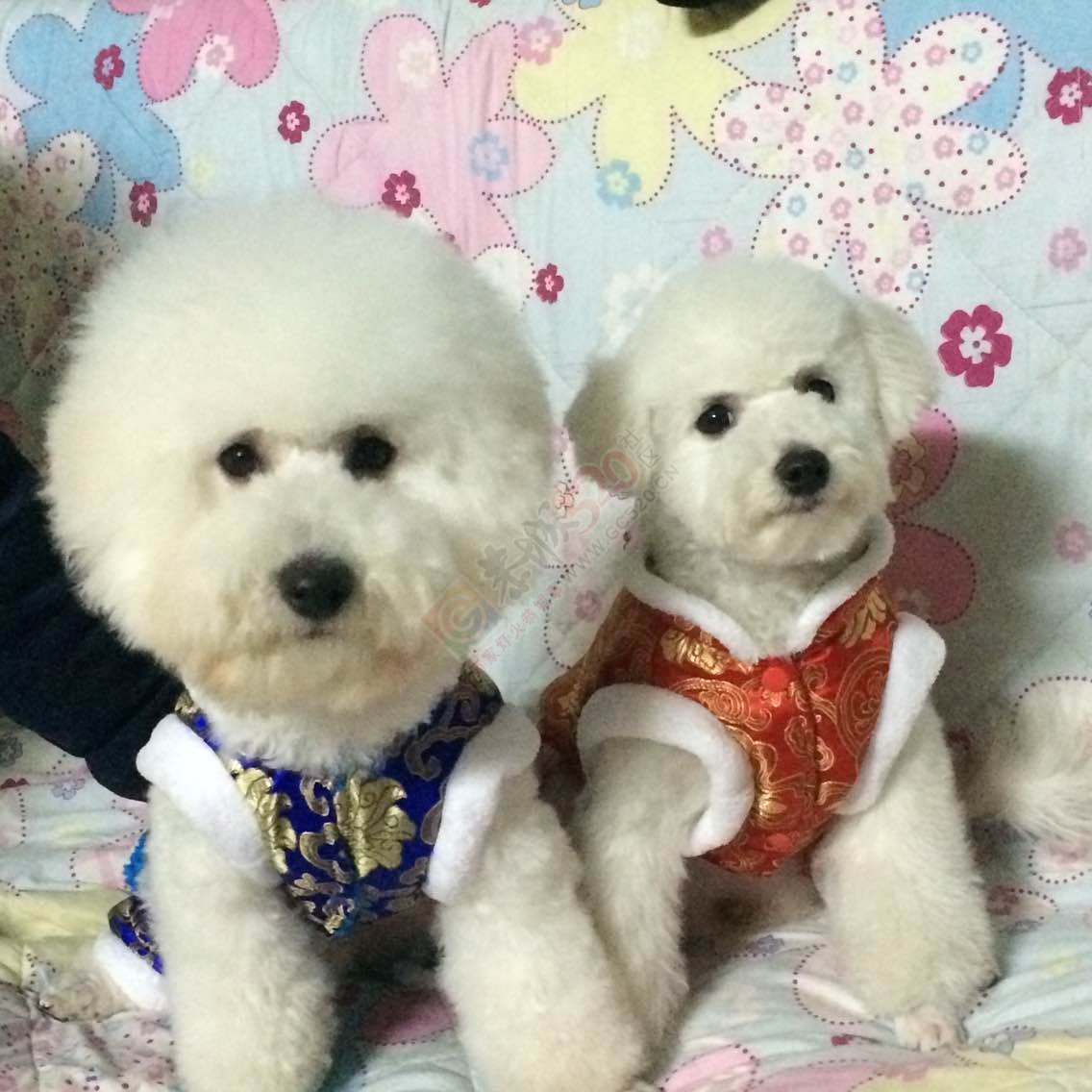 新年新货到！囧囧宠物新上架~232 / 作者:囧囧pet_zone / 帖子ID:107485