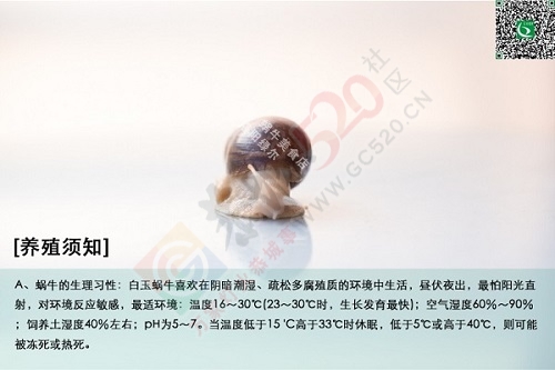 （21世纪新型小宠）——观赏/美容/教学/宠物白玉蜗牛（7厘米/壳长；单只、搭配）887 / 作者:绿尔农业科技 / 帖子ID:107553