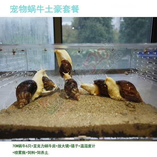（21世纪新型小宠）——观赏/美容/教学/宠物白玉蜗牛（7厘米/壳长；单只、搭配）250 / 作者:绿尔农业科技 / 帖子ID:107553