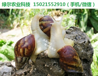 （21世纪新型小宠）——观赏/美容/教学/宠物白玉蜗牛（7厘米/壳长；单只、搭配）166 / 作者:绿尔农业科技 / 帖子ID:107553