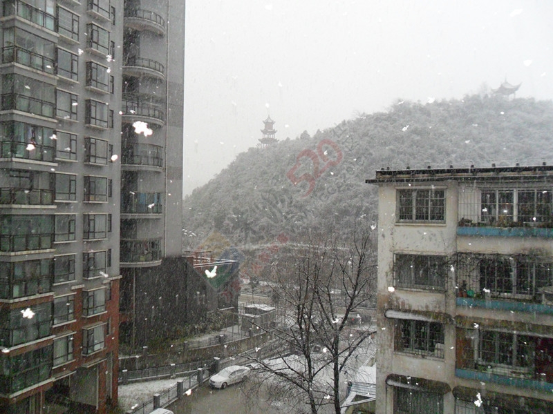 你那里下雪了吗？！…今天我这里下雪了！……735 / 作者:建筑19551213 / 帖子ID:107564