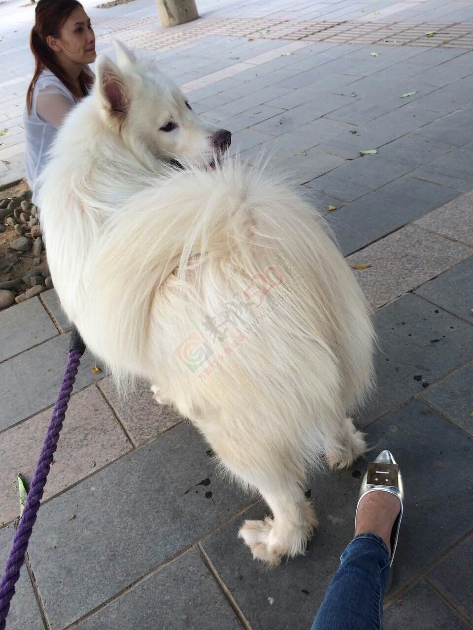 两岁微笑萨摩耶寻新家~626 / 作者:囧囧pet_zone / 帖子ID:107609