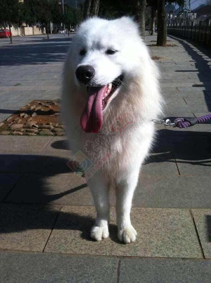 两岁微笑萨摩耶寻新家~469 / 作者:囧囧pet_zone / 帖子ID:107609