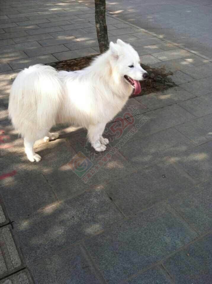 两岁微笑萨摩耶寻新家~789 / 作者:囧囧pet_zone / 帖子ID:107609