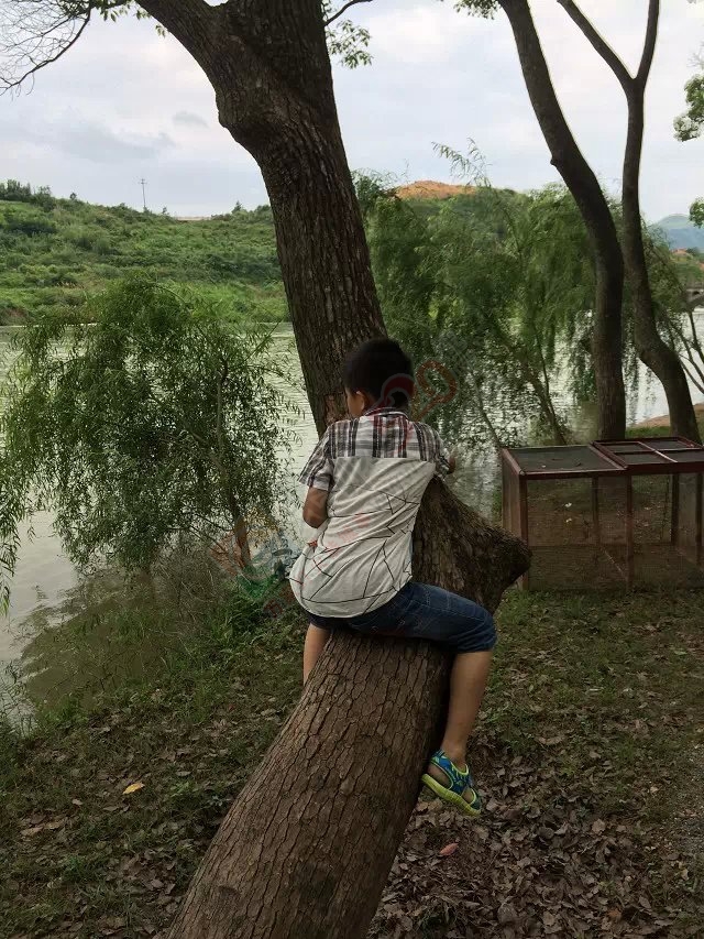 户外野炊露营活动取得圆满成功——MDG335 / 作者:小绿 / 帖子ID:102086