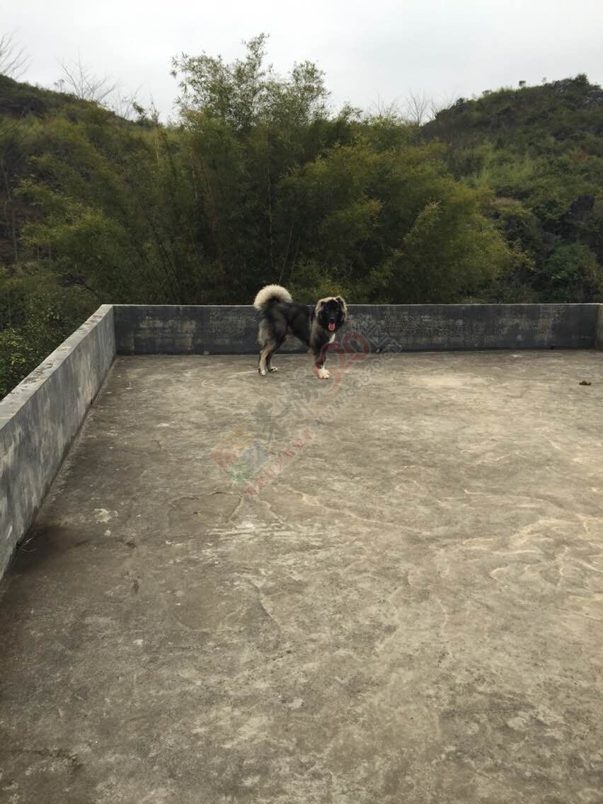 出售成年高加索~886 / 作者:囧囧pet_zone / 帖子ID:115187