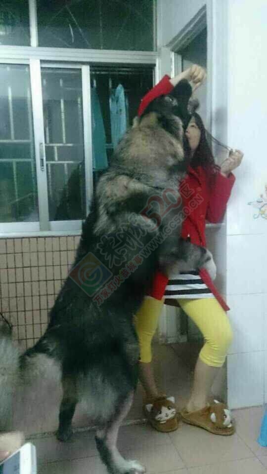 出售成年高加索~564 / 作者:囧囧pet_zone / 帖子ID:115187