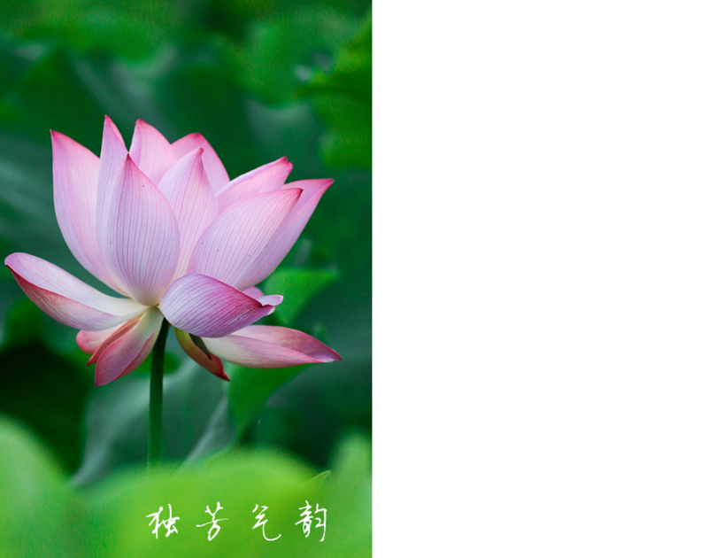 邓趴荷花447 / 作者:独芳气韵 / 帖子ID:116796