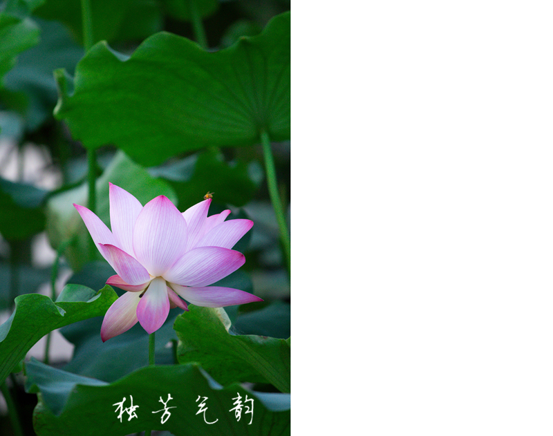 邓趴荷花436 / 作者:独芳气韵 / 帖子ID:116796