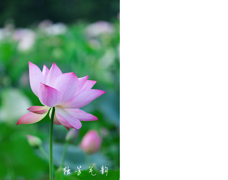 邓趴荷花222 / 作者:独芳气韵 / 帖子ID:116796