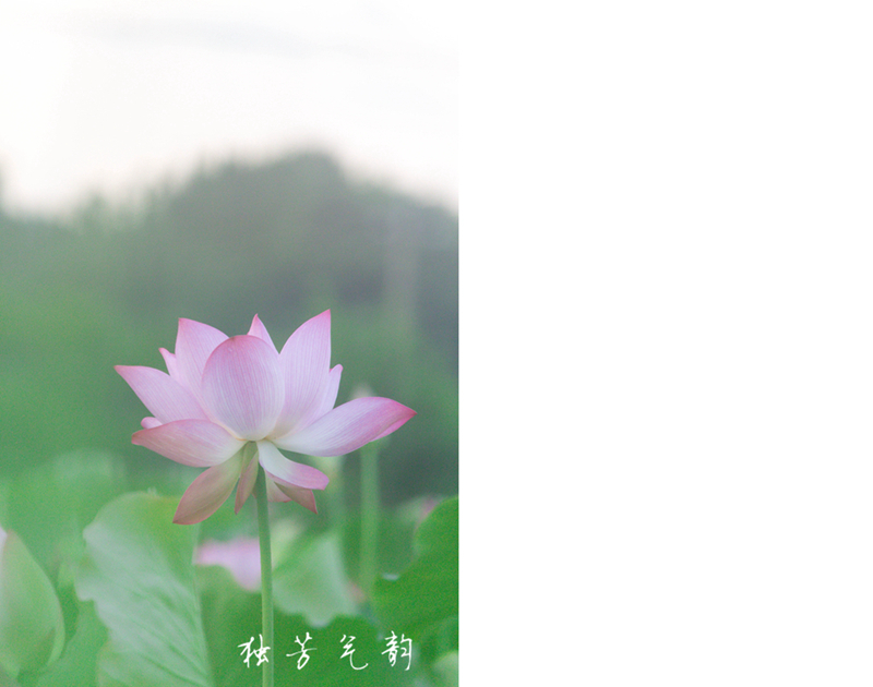 邓趴荷花761 / 作者:独芳气韵 / 帖子ID:116796