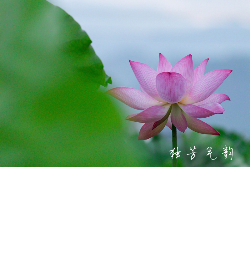 邓趴荷花291 / 作者:独芳气韵 / 帖子ID:116796