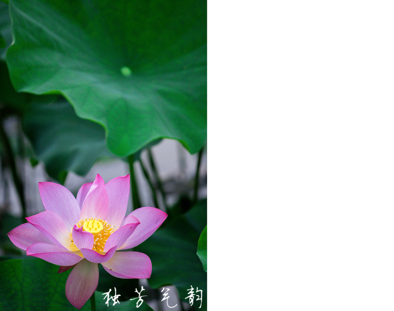 邓趴荷花891 / 作者:独芳气韵 / 帖子ID:116796