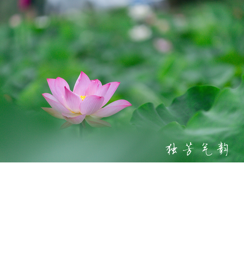 邓趴荷花106 / 作者:独芳气韵 / 帖子ID:116796
