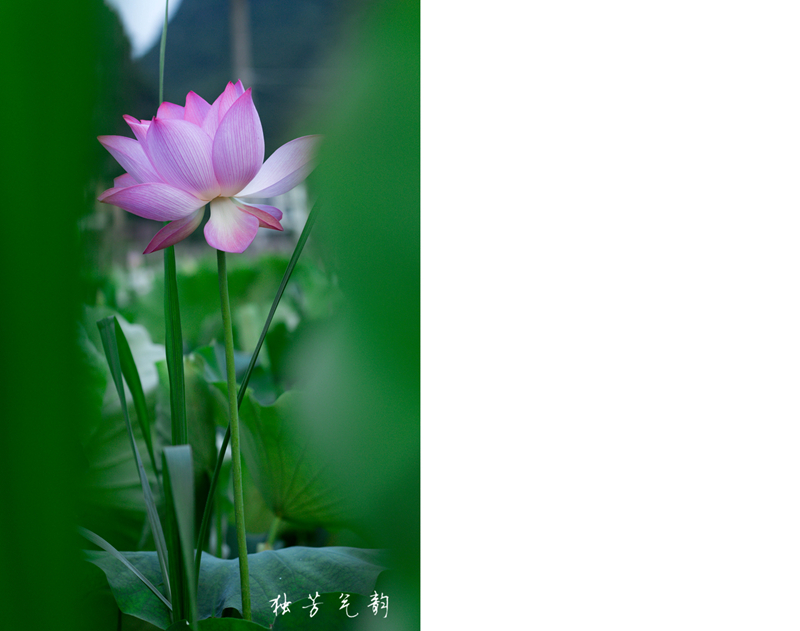 邓趴荷花406 / 作者:独芳气韵 / 帖子ID:116796