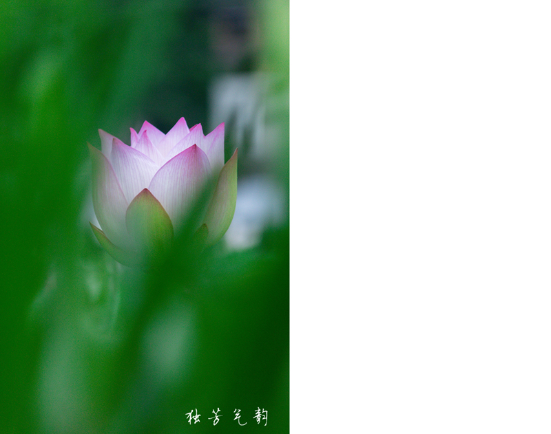 邓趴荷花364 / 作者:独芳气韵 / 帖子ID:116796