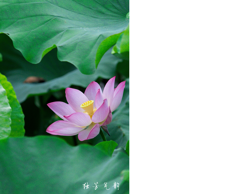 邓趴荷花250 / 作者:独芳气韵 / 帖子ID:116796