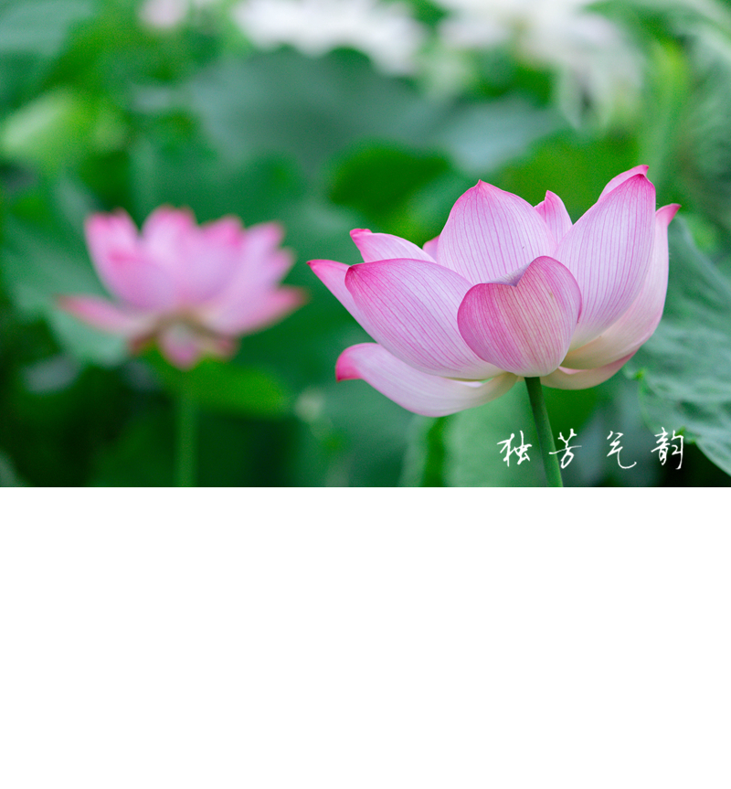 邓趴荷花730 / 作者:独芳气韵 / 帖子ID:116796
