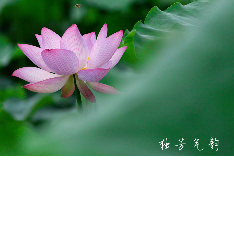 邓趴荷花954 / 作者:独芳气韵 / 帖子ID:116796