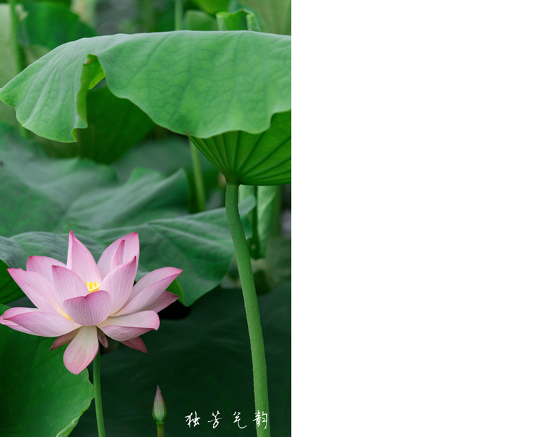 邓趴荷花833 / 作者:独芳气韵 / 帖子ID:116796