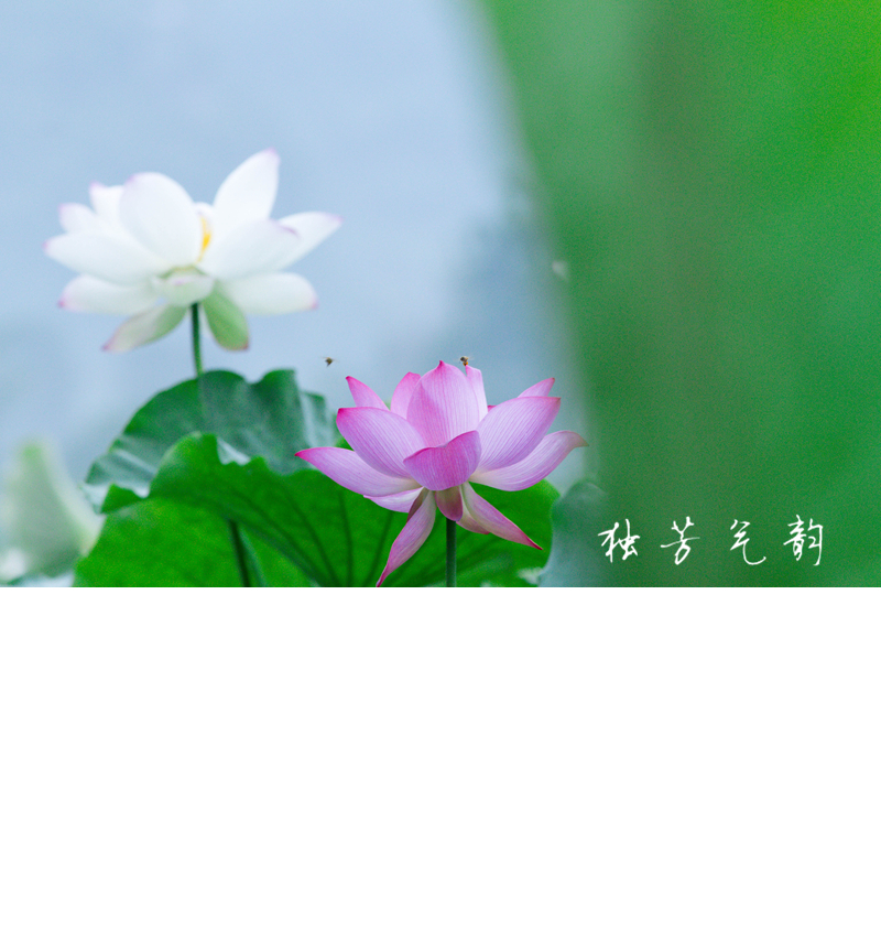 邓趴荷花96 / 作者:独芳气韵 / 帖子ID:116796