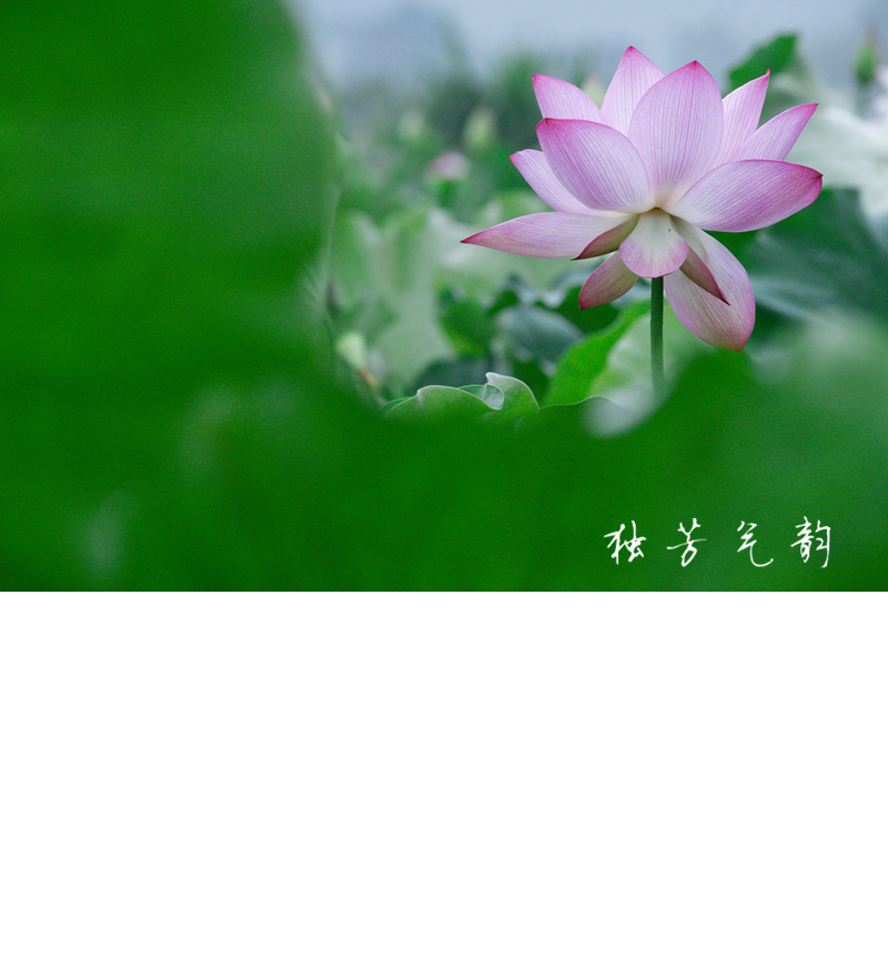 邓趴荷花901 / 作者:独芳气韵 / 帖子ID:116796