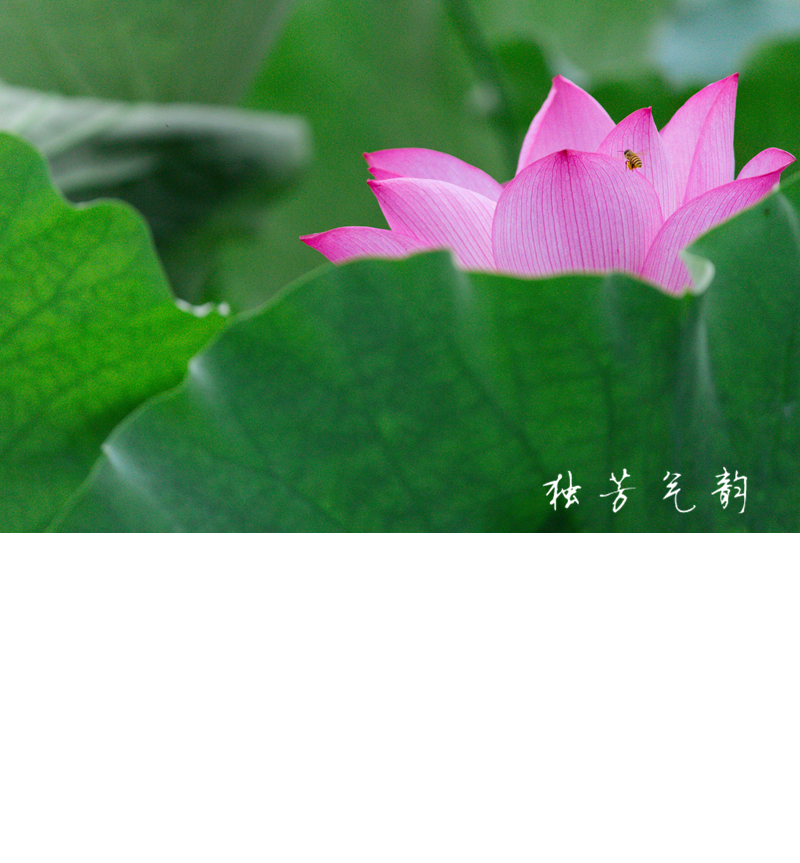 邓趴荷花20 / 作者:独芳气韵 / 帖子ID:116796