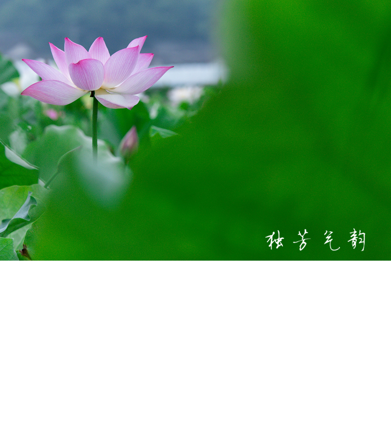 邓趴荷花682 / 作者:独芳气韵 / 帖子ID:116796