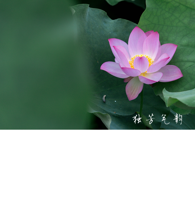 邓趴荷花308 / 作者:独芳气韵 / 帖子ID:116796