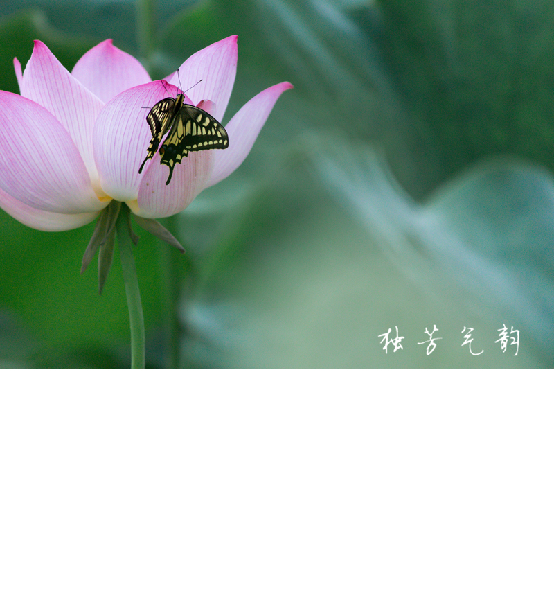 邓趴荷花599 / 作者:独芳气韵 / 帖子ID:116796