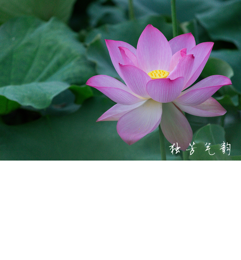 邓趴荷花944 / 作者:独芳气韵 / 帖子ID:116796