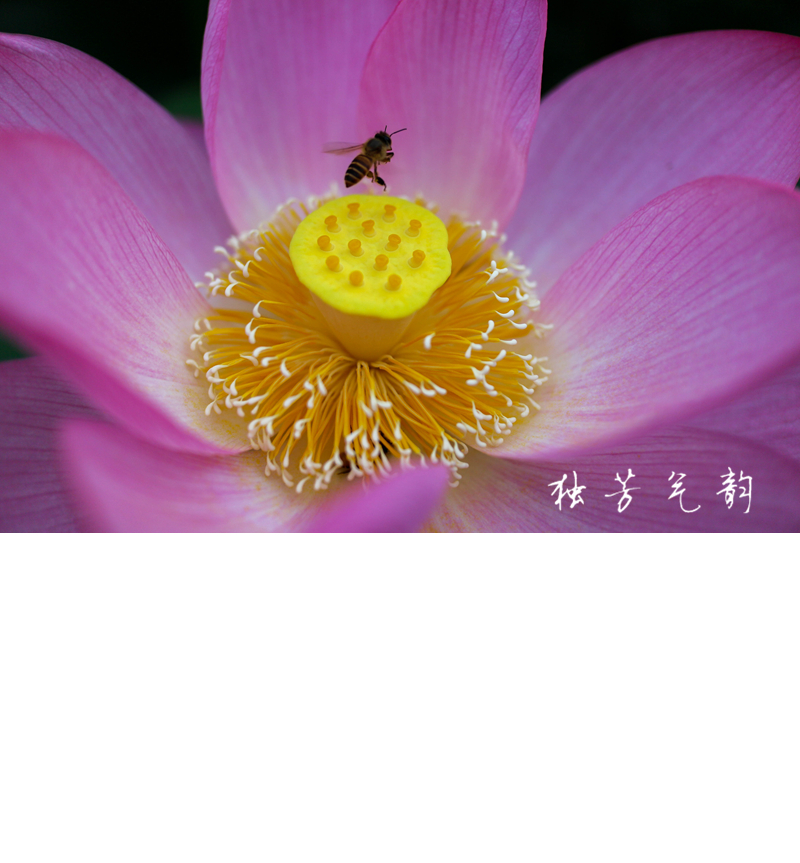 邓趴荷花659 / 作者:独芳气韵 / 帖子ID:116796