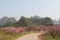 2015年3月加会太平桃花节。。。。。962 / 作者:十滴水 / 帖子ID:117238