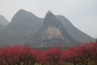 2015年3月加会太平桃花节。。。。。919 / 作者:十滴水 / 帖子ID:117238