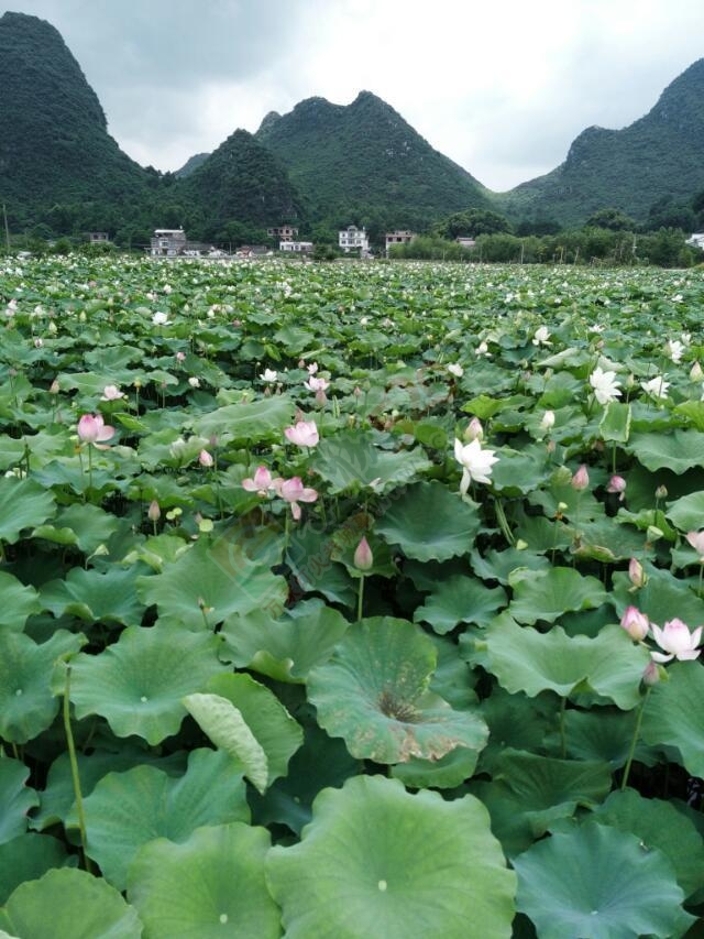 这种天克看荷花我也是醉了22 / 作者:额外听歌 / 帖子ID:117596