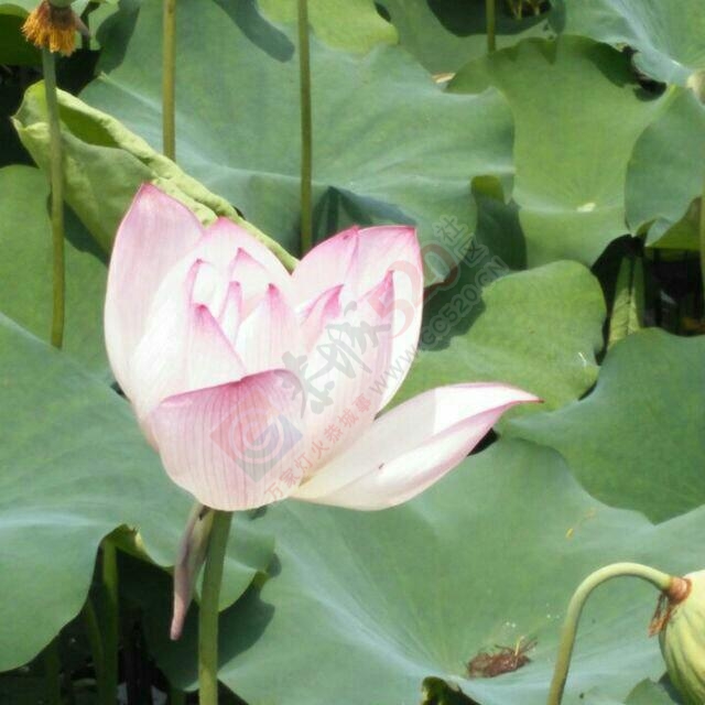 这种天克看荷花我也是醉了844 / 作者:额外听歌 / 帖子ID:117596