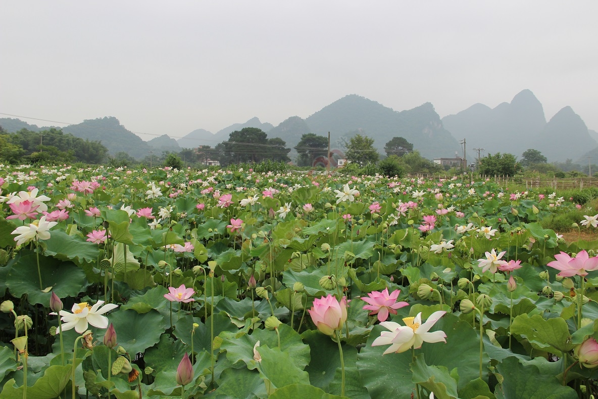 端午节的美景，你去看了吗？76 / 作者:有想法 / 帖子ID:118023