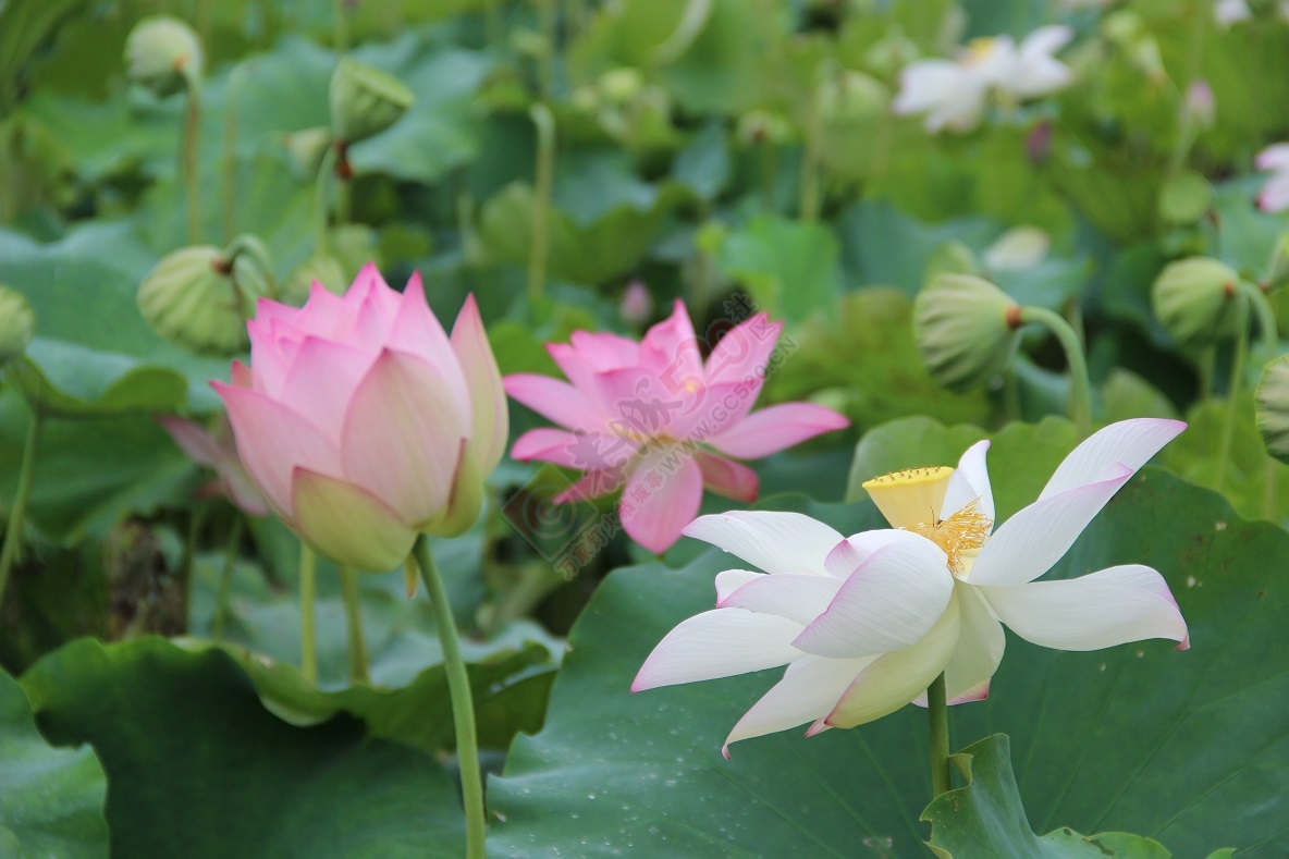端午节的美景，你去看了吗？838 / 作者:有想法 / 帖子ID:118023
